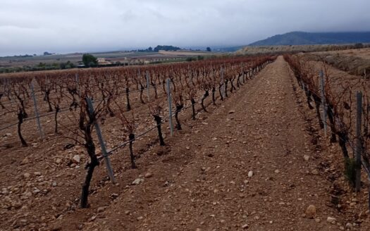 FINCA DE REGADIO EN LAS ATALAYAS